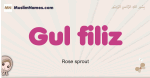Gul-filiz muslim girls name and meaning, islamic girls name Gul-filiz