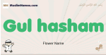 Gul-hasham muslim boys name and meaning, islamic boys name Gul-hasham