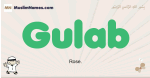 Gulab muslim boys name and meaning, islamic boys name Gulab
