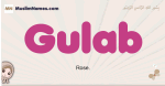 Gulab muslim girls name and meaning, islamic girls name Gulab
