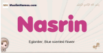 Nasrin muslim girls name and meaning, islamic girls name Nasrin