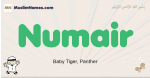 Numair muslim boys name and meaning, islamic boys name Numair