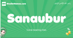 Sanaubur arabic girl name and meaning, quranic girls name Sanaubur