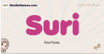 Suri muslim girls name and meaning, islamic girls name Suri
