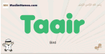 Taair muslim boys name and meaning, islamic boys name Taair